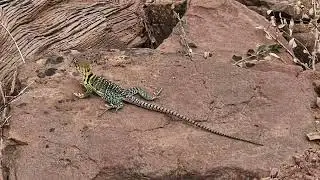 3/4 Enchilada Moab- Kokopelli, UPS, LPS and porcupine. 