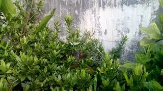 Argiope aemula wrapping prey (June Beetle)