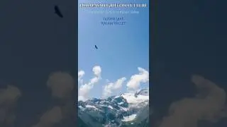Himalayan Vulture in Kalam Valley | Rare Pakistan Wildlife #shorts  #youtubeshorts