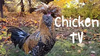 Chicken TV : From coop to screen!