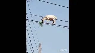 #short#goat#walk#eat#on electric#wire