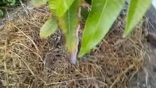 Mango plant with natural mulching
