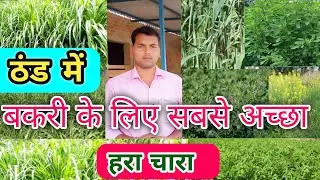 Which green fodder should be planted for goats in winter?