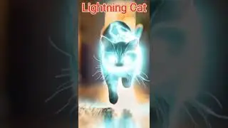 #Lightning #cat