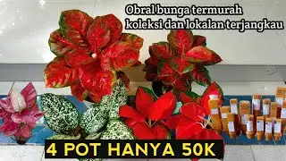 Serba murah mulai 15k 4 pohon hanya 50k❗ Pusat aglonema murah koleksi lokalan #tanamanhias 