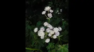 Galium tinctorium, Polygala vulgaris, Astrantia major, Verpa conica, Discina fastigiata