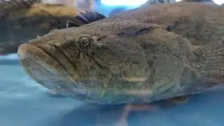 Monster Fish!!! Scary Face!!!