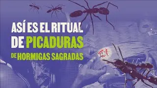 Ritual de hormigas Yanabe de la etnia piaroa en Vichada, Amazon&iacute;a