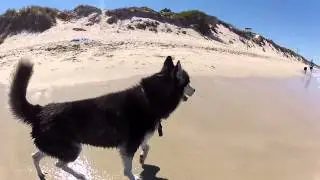My Siberian Husky Munich - Day at the Beach