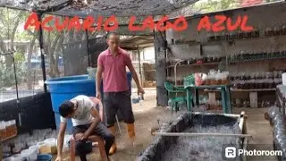 Criadero de Bettas en Venezuela = Gente Betta Venezuela Dorman