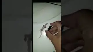 Dying Lizard Bring Back To Life By A Lighter Ignition Electric Shock ⚡⚡⚡#ytshorts #2023 #facts