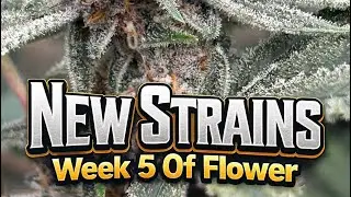 New Strains Week 5 Of Flower 