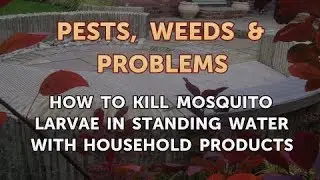 How to Kill Mosquito Larvae in Standing Water With Household Products