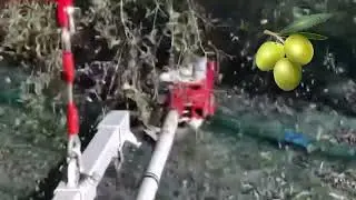 Incredible Tree Shaker Harvest Up to 60 Trees an Hour