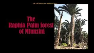 The Raphia Palm Tree - Largest leaf in the world