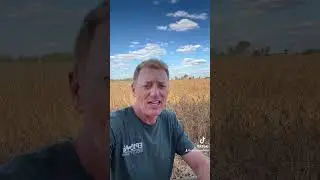 Increasing ROI on soybeans by harvesting timely.