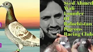Introduction Of Some Stronge Birds Of Syed Ahmed Wali | Quetta Racing Pigeons | Pigeon Ducomentary