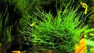 Яванский мох (Vesicularia dubyana)