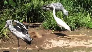 Shoebill Stork Bill-Clattering