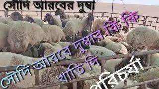 সৌদি আরবের মরুভূমির দুম্বা পরিচর্যা # Saudi Arab ka dumba Orissa #trending 