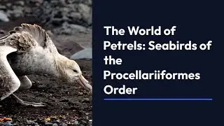 Sailing the Ocean Skies: Exploring the Diversity of Petrels, from Gadfly Wanderers to Endangered