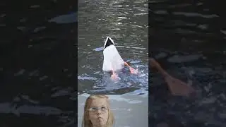 Funny duck swimming upside down  😂 #shorts
