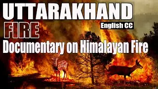 Uttarakhand on fire| Forest fire in Uttarakhand | Forest Fire in Himalaya |  The Himalayan Diary