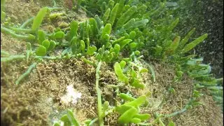 The next big marine biosecurity threat online seminar