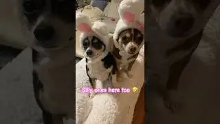 Rate Daisy & Lily&rsquo;s cute dog outfits 💙#dog #funny #trending #doglover #shortsvideo #dogs #shorts