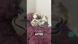 Stray Puppy Can&rsquo;t Sleep Without Smelly Shoes❤️#puppy #dog #dogshorts