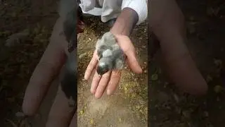 beautiful 🥰 fancy hen chicks 🐥🐤 #beautiful #hen #chicks #shorts #shortvideo #viral #youtubeviral
