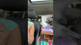 Bird Expresses Displeasure after Being Left at Pet Sitter's Place