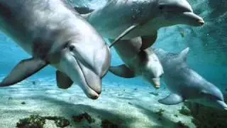 Relax Music _ Nature and Dolphins _ Natura e Delfini