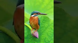 Alcedines or Kingfishers