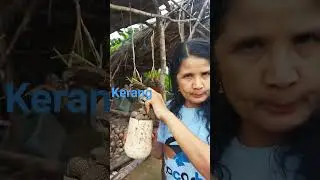 Kerang di Noelbaki Kabupaten Kupang