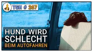 Hund wird schlecht im Auto - Hund kotzt ins Auto - was tun - TGH 267