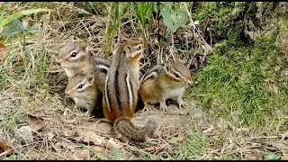 The Eastern Chipmunk - Part 2: A family summer