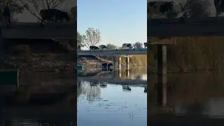 Cows cross the Dangerous Bridge #cow #farming