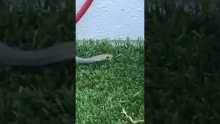 Snake Vs Croc   #snake #australianwildlife #tropicalfun #nature #greentreesnake