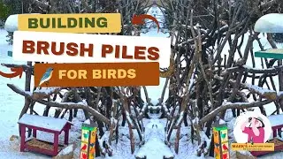 What Happens When You Build BRUSH PILES for Birds?