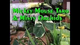 Mickey Mouse Taro - Orchid Mist - Garden Ambience