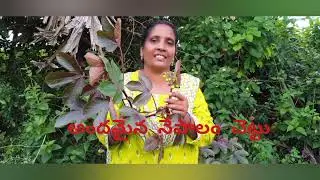 నేపాలం చెట్టు #scientificname #fruit#flowers #leaves #plants #nuts#comedy #funny 