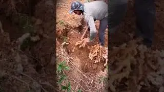 Digging the ground to get cassava in the ground #shorts