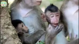 Pity newborn baby monkey no milk, Daily poor baby monkey, Nature Daily ST 132