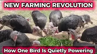 How One Bird Is Quietly Powering America&rsquo;s New Farming Revolution