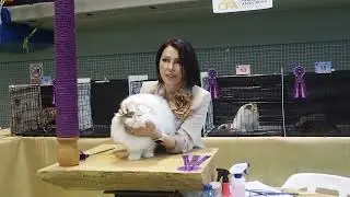 Torrent Show CFA Best Cat GC RW Chicarabian Bandolero of Casa Belich, juez Yanina Vanwonterghem
