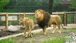 New Lion Habitat Officially Opens!
