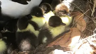 My Duck Family, These Ducklings Grew Up in Our Backyard