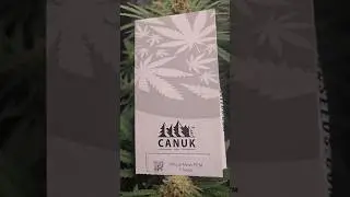 Critical Mass - four more weeks to go!
