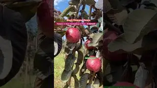 Black Diamond Guava / Red Ayothaya 3 . Plant Avl &ldquo; The Bengal Nursery&rdquo;